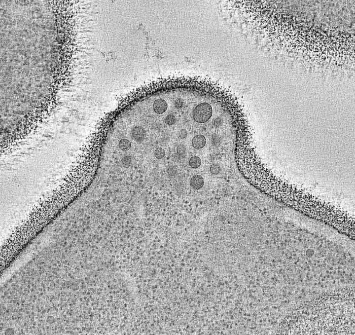 AI and Advanced Microscopy Unveil Cell's Exocytosis Nanomachine