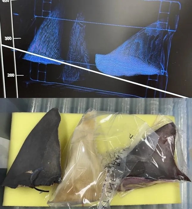 AI Detects Smuggled Marine Life in Airport CT Scans