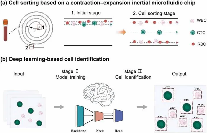 AI-Enhanced Microfluidic Chip Enables Label-Free Detection of Circulating Tumor Cells