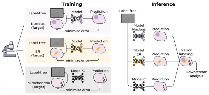 AI Leverages Cellular Context for Accurate Virtual Labeling in Microscopy
