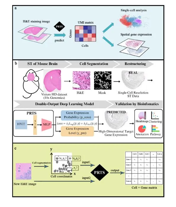 AI Model PRTS Predicts Spatial Transcriptomics From H&E Histology Images