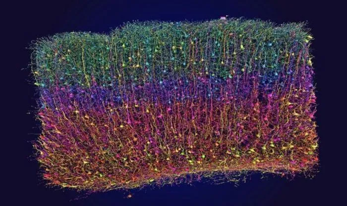 AI Models Reveal New Neuron Types in Mouse Visual Cortex