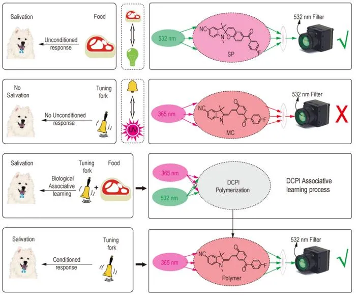 Bio-Inspired Training Enables Optical Neural Networks Without Computation