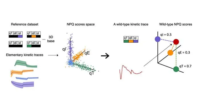 Machine Learning and Fluorescence Microscopy Uncover Cellular Light Stress Responses