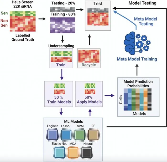 Machine Learning Model Uses Cell Morphology for Cancer Drug Discovery