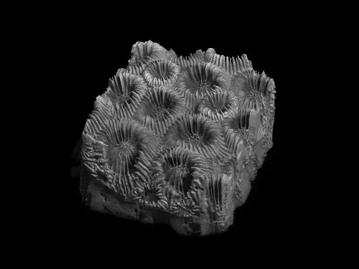 Micro-CT and AI Reveal Hidden Damage in Coral Skeletons