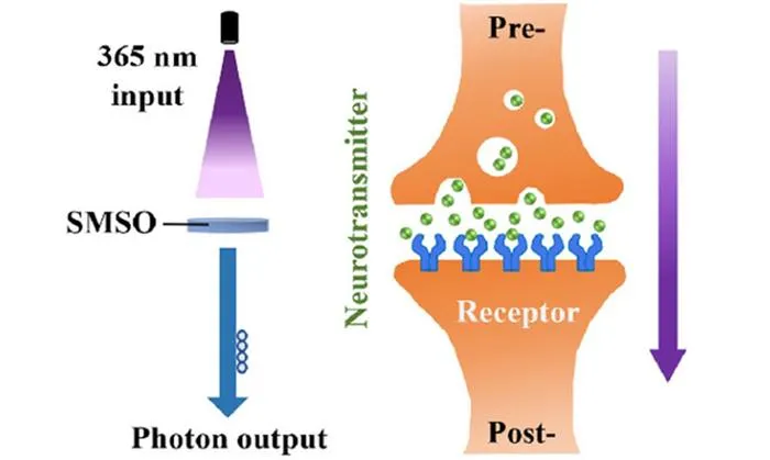 Researchers Develop All-Optical Synapse for Neuromorphic Imaging Systems